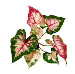 Close Up of Red and Green Caladium Plant