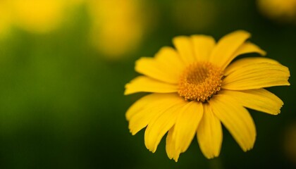 closeup of yellow flower on blurred green background under sunlight with copy space using as background natural flora landscape ecology cover page concept