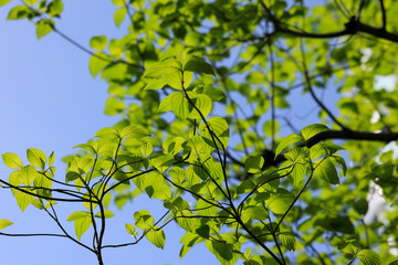 新緑のお庭の花々　緑の季節