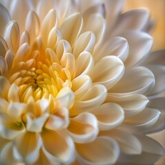 Close-up of a Vibrant Dahlia Flower in Bloom