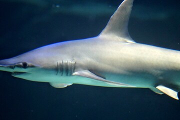 Great Hammerhead Sharks swimming in the sea