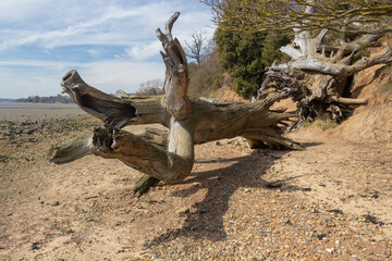Dead tree trunks on the beach at Nacton Shores, Suffolk, England, United Kingdom