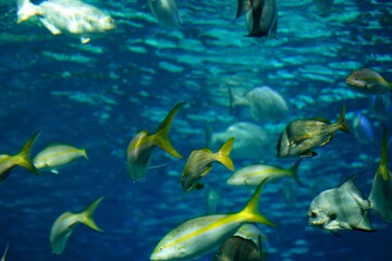 Naklejka na ściany i meble Shool of blue tropical striped fish in the ocean Caesio Striata (Striated Fusilier) swimming deep underwater 
