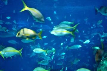 Shool of blue tropical striped fish in the ocean  Caesio Striata (Striated Fusilier) swimming  deep...