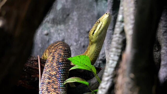 Jamaican boa, Jamaican yellow boa or yellow snake (Chilabothrus subflavus) Is Sniffing Hunting Smell With The Tongue 4k Footage  