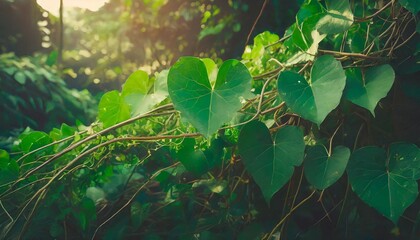 heart shape green leaves jungle vine plant bush with twisted vines and tendrils of obscure morning glory ipomoea obscura climbing vine tropical plant