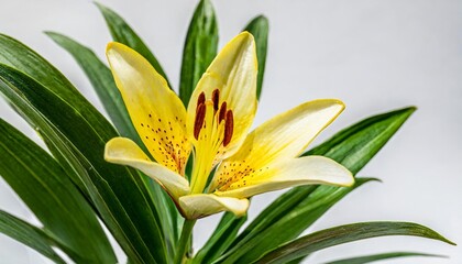 flower with green petals that says lilyphotorealis hd on white background