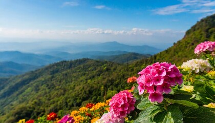 Obraz premium garden flowers on the mountain in thailand
