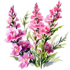 cute Snapdragon illustration, Corner frame of watercolor Snapdragon. Floristic design elements for floristics. Hand drawn illustration, isolated on white.