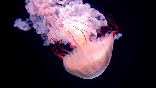 lion's mane jellyfish (Cyanea capillata), also known as the giant jellyfish, arctic red jellyfish, or the hair jelly,is one of the largest known species of jellyfish  swimming in dark water