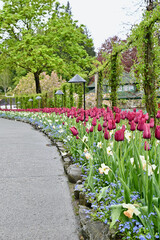 Spring flowers in full bloom at Butchart's Gardens, Victoria BC. Mass plantings in gorgeous floral display gardens.