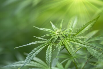 Sunlit Cannabis Plant in Natural Setting