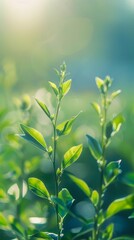 Obraz premium Sunlit Fresh Green Plant in Soft Focus