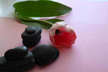 pink tulip laying on table with black healing stones 