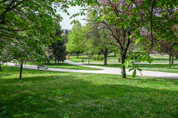 Green grass and trees in spring. Park in the city. Green vegetation.