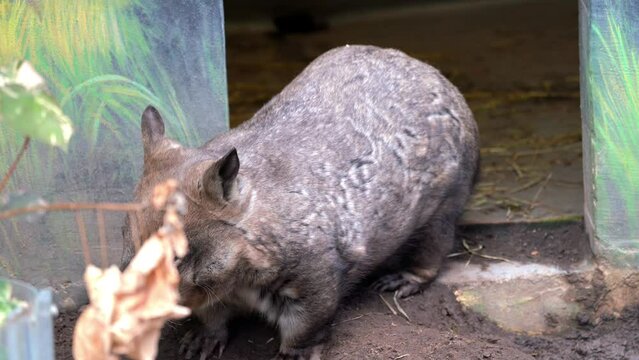 Wild common wombat closeup 4k footage 
