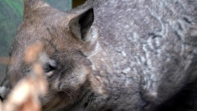 Wild common wombat closeup 4k footage 