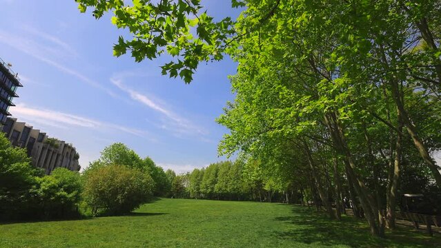 NEW YORK, NEW YORK - USA MAY 12: Row of growing fresh green trees surround the lawn during springtime at Brooklyn Bridge Park in New York City on May 12, 2023.