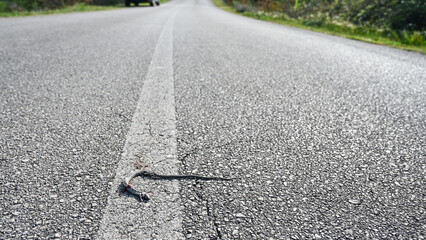 Snake run over by car on the street. Dead snake on asphalt road near the forest. Close up of Killed snake, victim of the cars.   