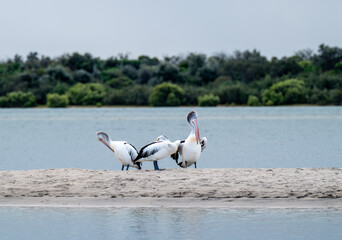 Pelican on the beach
