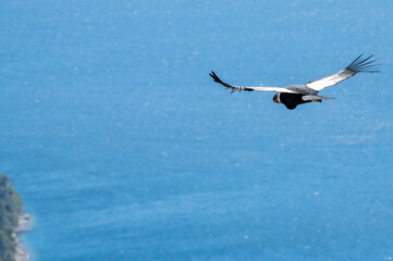 Cóndor volando sobre los lagos de la cordillera de los Andes, Argentina. 