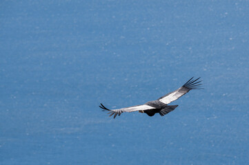 Hermoso y grandote Cóndor volando por encima de los lagos de la Patagonia. 