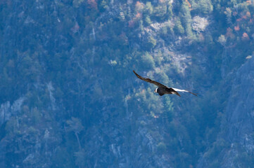 Cóndor Andino volando por los bosques y montañas de la Patagonia. 