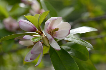 マグノリア　フラッシュ