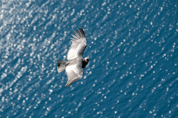 Hermoso y grandote Cóndor volando por encima de los lagos de la Patagonia. 