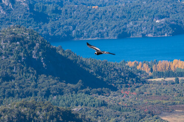Cóndor volando por los cielos de la Patagonia. 
