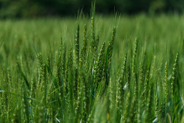 花芽をつけた青い麦の穂
