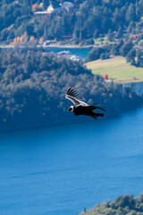 Condor Andino sobrevolando los lagos de Bariloche, Argentina.