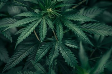 Close-up of lush green cannabis leaves in natural light