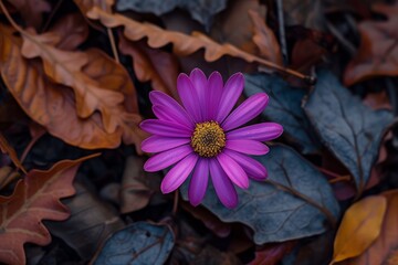 Vibrant Purple Flower Amidst Autumn Leaves - obrazy, fototapety, plakaty