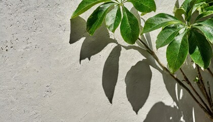 elegant minimalist branch shade on concrete wall aesthetic floral leaves background copy space