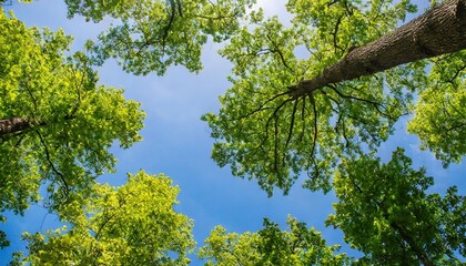 trees in forest from below green tops of trees blue sky background
