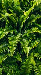 Vibrant green fern leaves forming a dense natural pattern