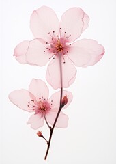 Fototapeta premium Real Pressed pink cherry blossom flower petal plant.