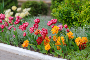 Flowers in a flower bed tulips. Greening the urban environment. Background with selective focus