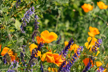 Wildflowers blooming in northern california in spring 