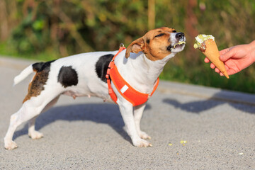 A dog of the Jack Russell Terrier breed eats ice cream. Animal portrait with selective focus and copy space