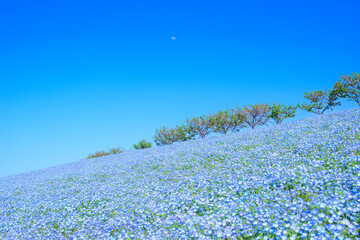ネモフィラの丘と青空と月