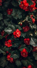 Captivating image of vibrant red begonias nestled in lush green foliage, showcasing nature's rich palette