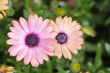 Obraz premium Beautiful Pink Daisy flowers in Summer