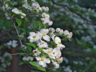 Tokyo, Japan - April 25, 2024: Flowers of flowering dogwood on blue sky background