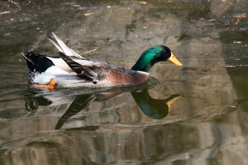 Close up Male Mallard duck in Beijing Zoo, China