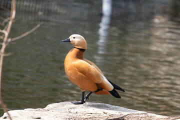 Close up Male Ruddy shelduck by the lake