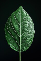 Close-up of a vibrant green leaf against a dark background