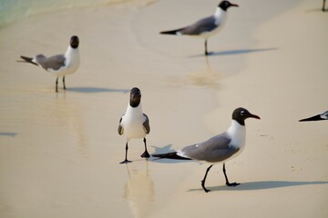 Gaviotas en el orilla del mar caribe