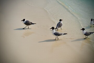 gaviotas en la playa